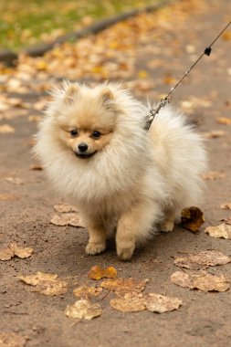 Spitz köpeği altın sonbaharda renkli sarı ve turuncu yapraklarla yatıyordu. Parktaki köpek yavrusu.