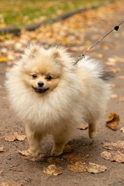 Spitz köpeği altın sonbaharda renkli sarı ve turuncu yapraklarla yatıyordu. Parktaki köpek yavrusu.
