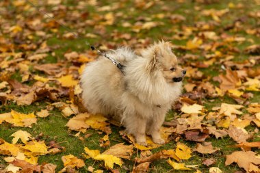 Spitz köpeği altın sonbaharda renkli sarı ve turuncu yapraklarla yatıyordu. Parktaki köpek yavrusu.