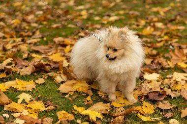 Spitz köpeği altın sonbaharda renkli sarı ve turuncu yapraklarla yatıyordu. Parktaki köpek yavrusu.
