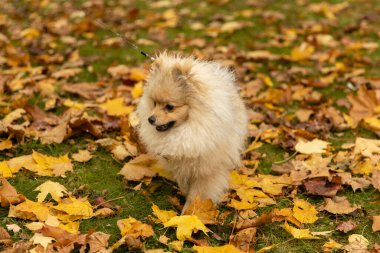 Spitz köpeği altın sonbaharda renkli sarı ve turuncu yapraklarla yatıyordu. Parktaki köpek yavrusu.
