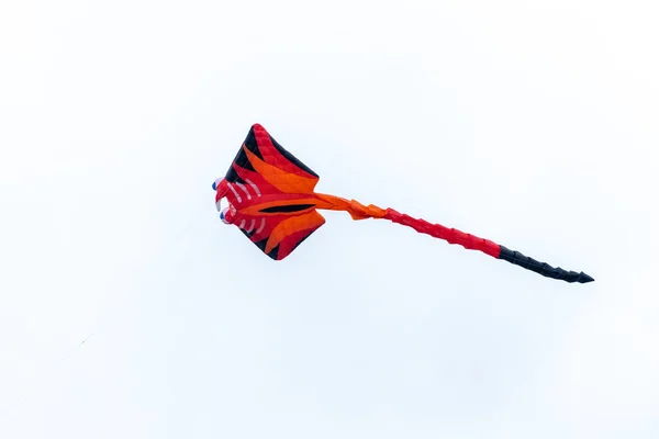 Vlieger Het Beeld Van Een Pijlstaartrog Het Rood Tijdens Vlucht — Stockfoto