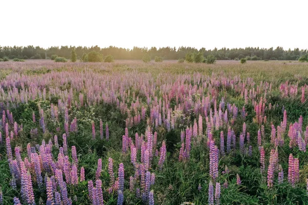 Fiori Lupino Fiore Nel Campo Lupino Viola Rosa Nel Prato — Foto Stock