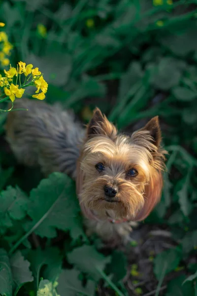Γιορκσάιρ Τεριέ Κοιτάζει Έναν Άντρα Ένα Χωράφι Κραμβόσπορους Σκυλί — Φωτογραφία Αρχείου
