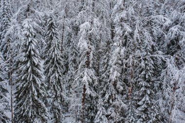 Karla kaplı yaprak döken bir ormanın havadan görünüşü. Korulukta kış manzarası. Ağaçların tepeleri beyaz karla kaplı.