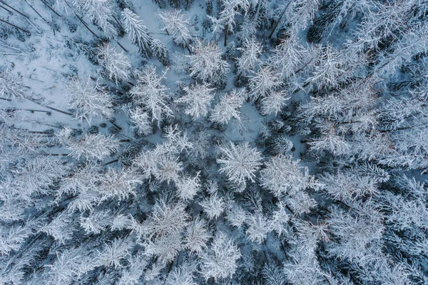 Aerial View Snow Covered Deciduous Forest Winter Landscape Grove Tops — Stock Photo, Image