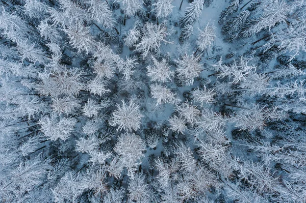 Aerial View Snow Covered Deciduous Forest Winter Landscape Grove Tops — Stock Photo, Image