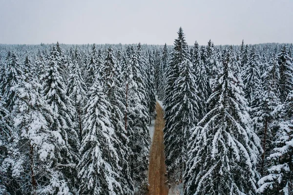 Aerial View Snow Covered Deciduous Forest Winter Landscape Grove Tops — Stock Photo, Image