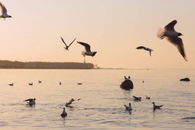 Gün batımında Finlandiya Körfezi üzerinde uçan martılar. Kuşların donmuş hareketi. Akşamları deniz manzarası. Peterhof.
