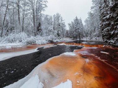 Kış ormanlarındaki vahşi donmuş turba nehri, kızıl nehir, buz, karla kaplı yaprak döken koru, bulutlu gün. Leningrad Bölgesindeki Lindulovskaya Korusu