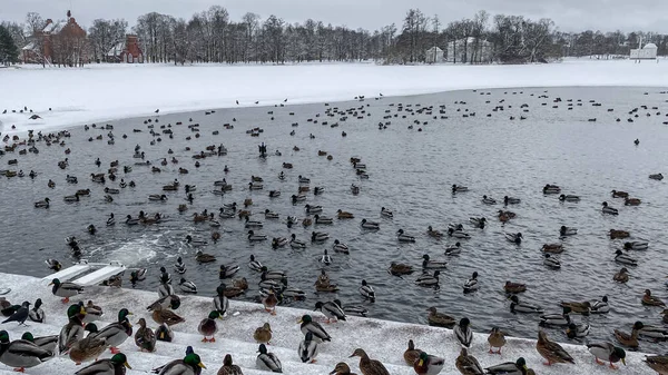 Many mallard ducks walk on the ice and swim in the pond, eat ice food, lake in winter, drakes, ducks feeding, pink paws