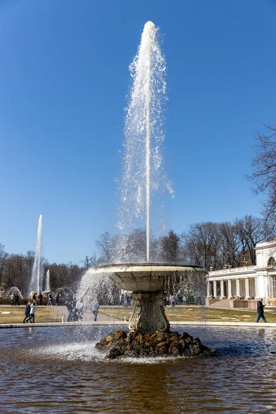 Duża włoska fontanna i marmurowa miska w dolnym parku Peterhof, słoneczny dzień, Wiosna, Rosja, Peterhof, 04.21.2021 — Zdjęcie stockowe