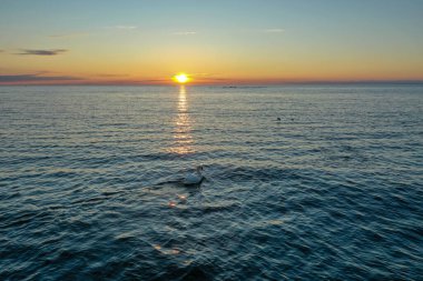 Finlandiya Körfezi 'nde güzel bir günbatımının arka planında yüzen yalnız beyaz bir kuğunun havadan görünüşü. Kırmızı-turuncu gökyüzü, suda dalgalanmalar