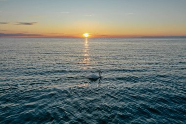 Finlandiya Körfezi 'nde güzel bir günbatımının arka planında yüzen yalnız beyaz bir kuğunun havadan görünüşü. Kırmızı-turuncu gökyüzü, suda dalgalanmalar