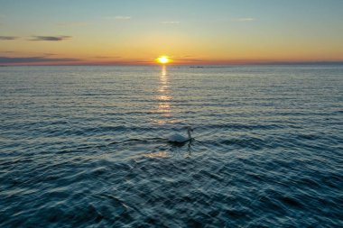 Finlandiya Körfezi 'nde güzel bir günbatımının arka planında yüzen yalnız beyaz bir kuğunun havadan görünüşü. Kırmızı-turuncu gökyüzü, suda dalgalanmalar
