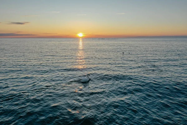 Finlandiya Körfezi 'nde güzel bir günbatımının arka planında yüzen yalnız beyaz bir kuğunun havadan görünüşü. Kırmızı-turuncu gökyüzü, suda dalgalanmalar