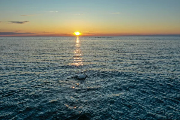 Finlandiya Körfezi 'nde güzel bir günbatımının arka planında yüzen yalnız beyaz bir kuğunun havadan görünüşü. Kırmızı-turuncu gökyüzü, suda dalgalanmalar