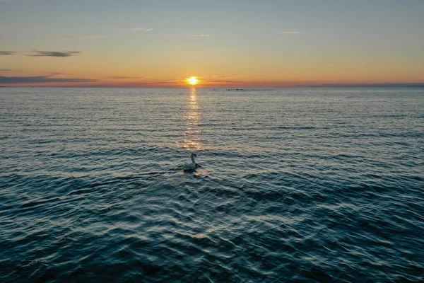 Veduta Aerea Cigno Bianco Solitario Che Nuota Nel Golfo Finlandia — Foto Stock
