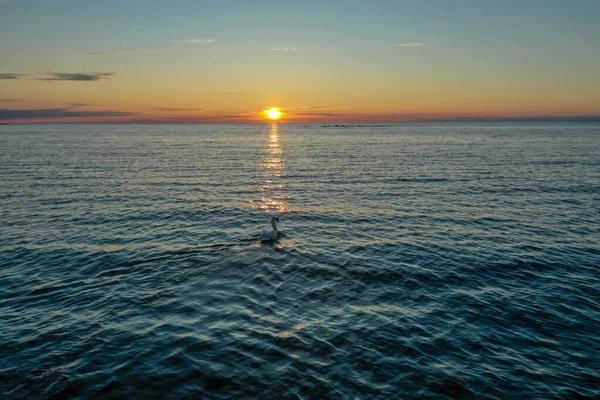 Vista Aérea Solitario Cisne Blanco Nadando Golfo Finlandia Con Telón — Foto de Stock