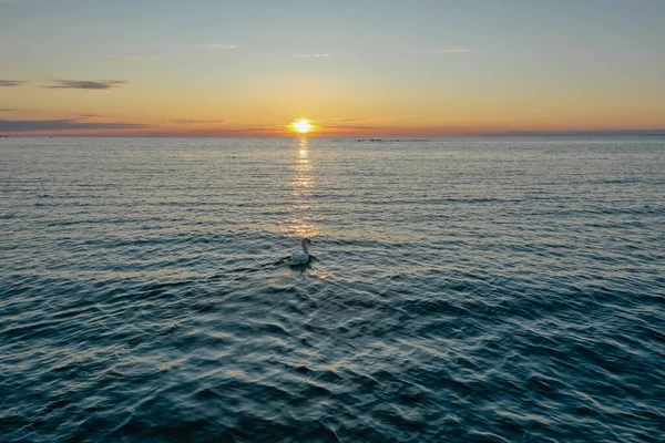 Veduta Aerea Cigno Bianco Solitario Che Nuota Nel Golfo Finlandia — Foto Stock