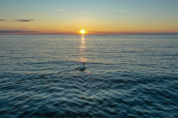 Vista Aérea Solitario Cisne Blanco Nadando Golfo Finlandia Con Telón — Foto de Stock