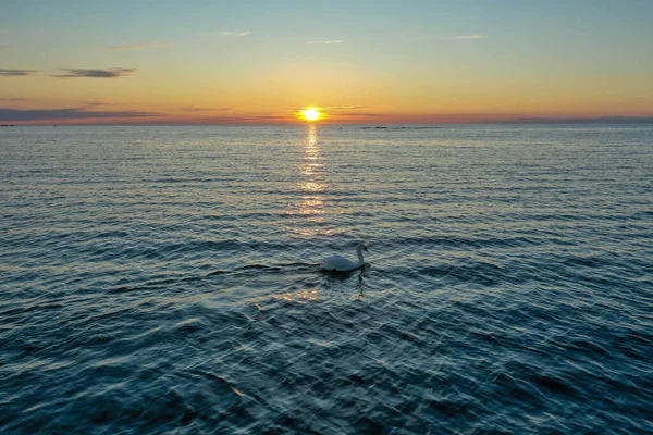 Veduta Aerea Cigno Bianco Solitario Che Nuota Nel Golfo Finlandia — Foto Stock