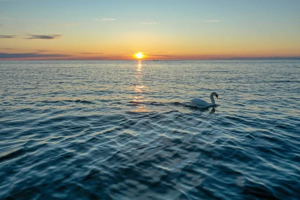 Veduta aerea di un cigno bianco solitario che nuota nel Golfo di Finlandia sullo sfondo di un bellissimo tramonto. Cielo rosso-arancio, increspature sull'acqua. — Foto Stock