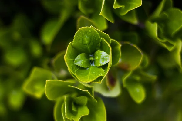 Picture Plant Growth — Stock Photo, Image