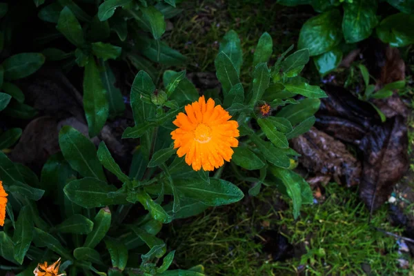 Eine Orangenblume Garten — Stockfoto