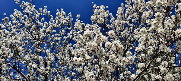 Flor Almendra Campo — Foto de Stock