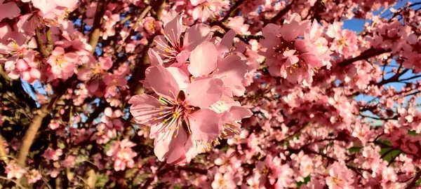 Mandelblüte Auf Dem Feld — Stockfoto