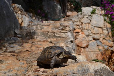 Vahşi kaplumbağa güneşli bir günde taş basamaklarda yürüyor.