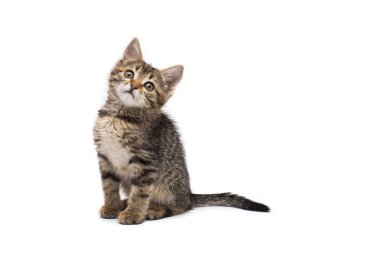 Beyaz arka plan üzerinde izole küçük şirin tabby yavru kedi