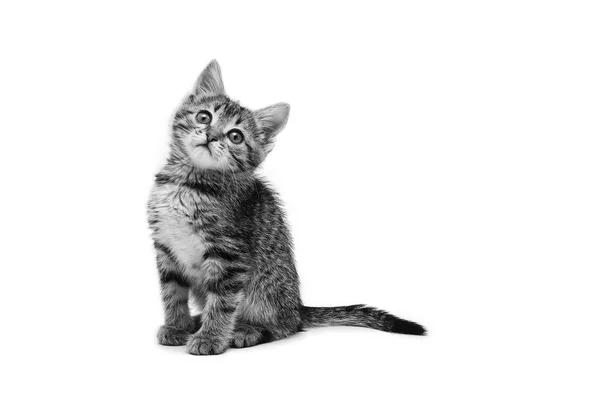 Little cute tabby kitten isolated on white background — Stock Photo, Image