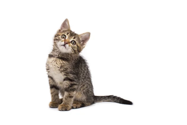 Beyaz arka plan üzerinde izole küçük şirin tabby yavru kedi