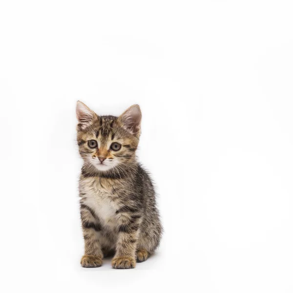 Little cute tabby kitten isolated on white background — Stock Photo, Image