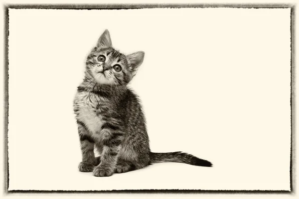 Little cute tabby kitten isolated on white background — Stock Photo, Image