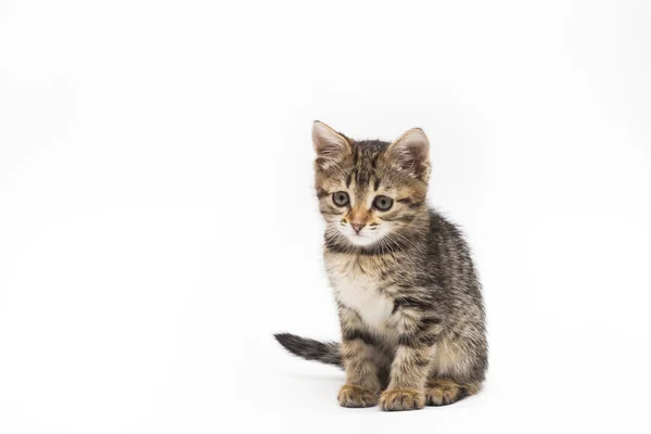 Pequeño gatito tabby lindo aislado sobre fondo blanco — Foto de Stock