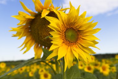 Bir arka plan mavi gökyüzünde alanında sabah ayçiçeği
