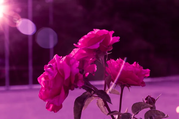 Cespuglio di rose in fiore al tramonto con riflesso e alone arcobaleno — Foto Stock