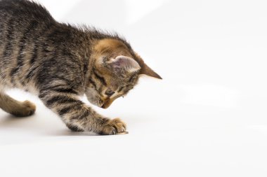 Whit üzerinde paralar ile küçük tabby yavru kedi coşku ile çalış
