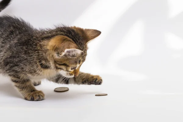 Μικρό tabby γατάκι με ενθουσιασμό παίζει με κέρματα για το μόριο — Φωτογραφία Αρχείου