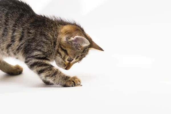 Pequeño tabby gatito con entusiasmo juega con monedas en el whit —  Fotos de Stock