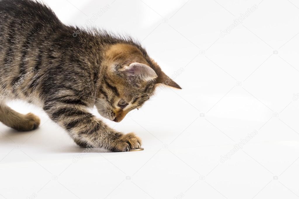 Little tabby kitten with enthusiasm plays with coins on the whit