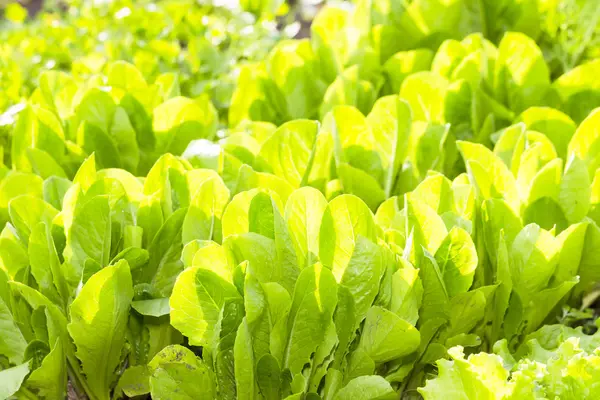 Lechuga en una cresta al sol. Imagen verde brillante, llena de luz —  Fotos de Stock