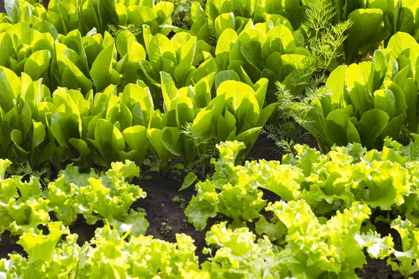 Lettuce on a ridge in the sun. Bright green image, full of light — Stock Photo, Image
