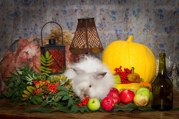 Still to day of thanksgiving with autumn vegetables, fruit, pump — Stock Photo, Image