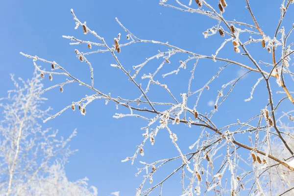 Winter and cold, blue sky and tree branches in the frost.