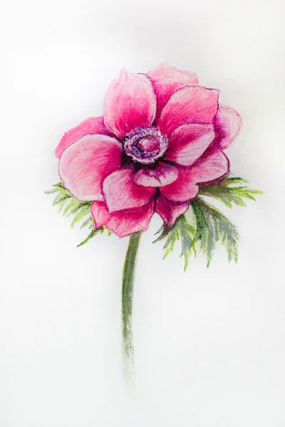 Anemonenblume mit Pastellkreide auf weißem Hintergrund. — Stockfoto