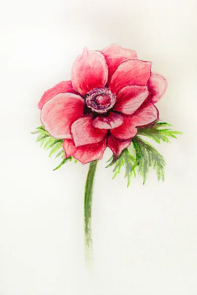 Fleur d'anémone dessinée avec des pastels sur un fond blanc dans le s — Photo